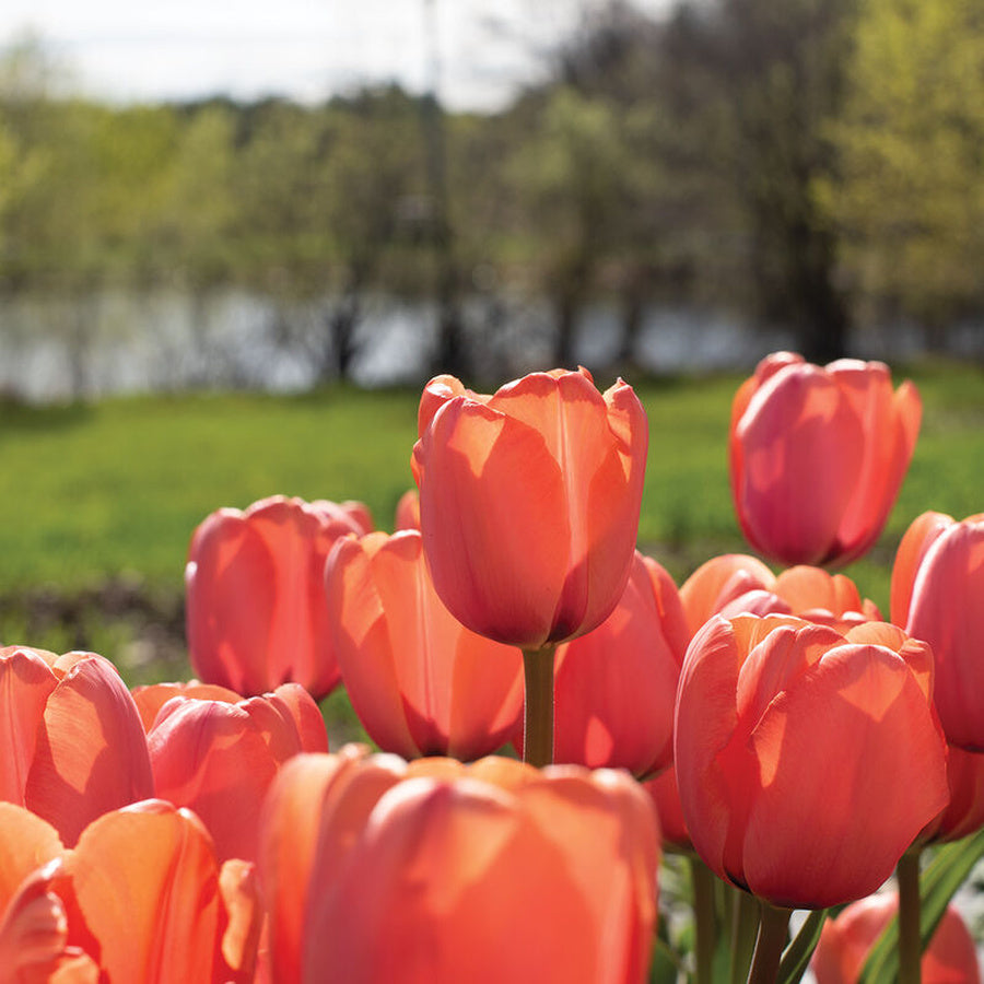 Apricot Impression tulips with warm peach-apricot petals glowing in the sunlight.