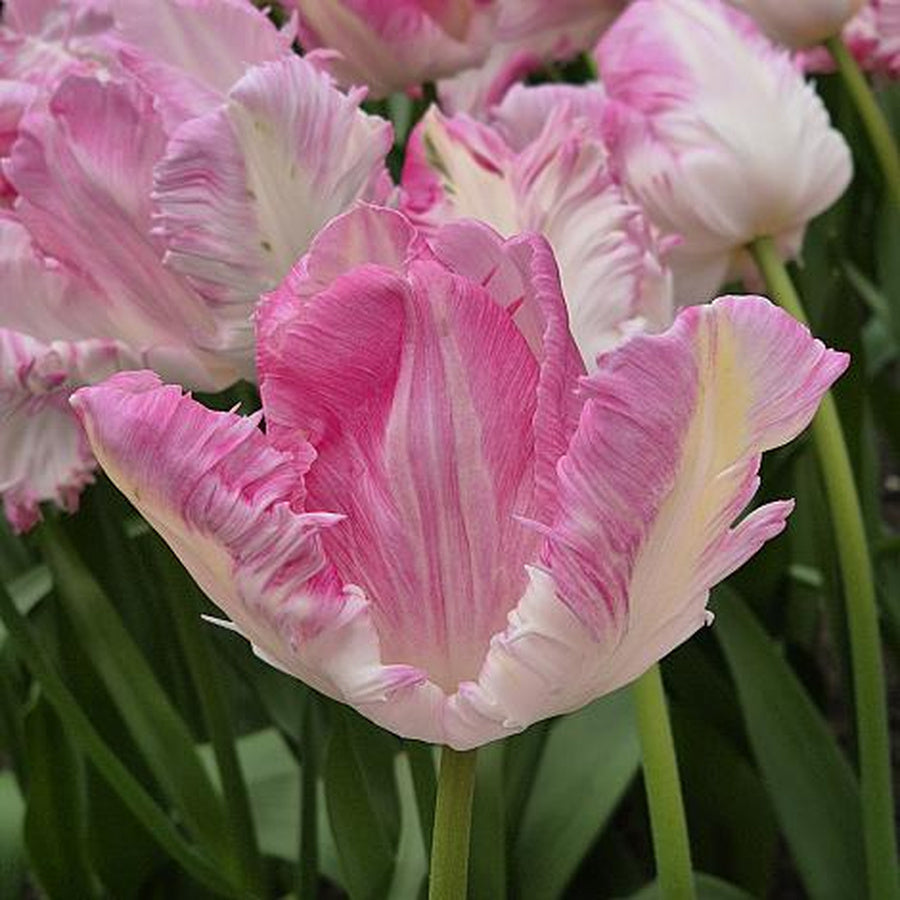 Cabanna parrot tulips with ruffled pink and creamy white petals in a garden.