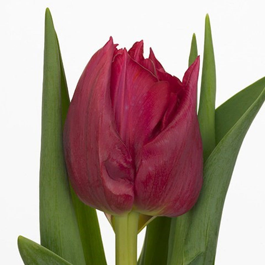 A deep wine-purple Cognac double tulip with green leaves against a white background.