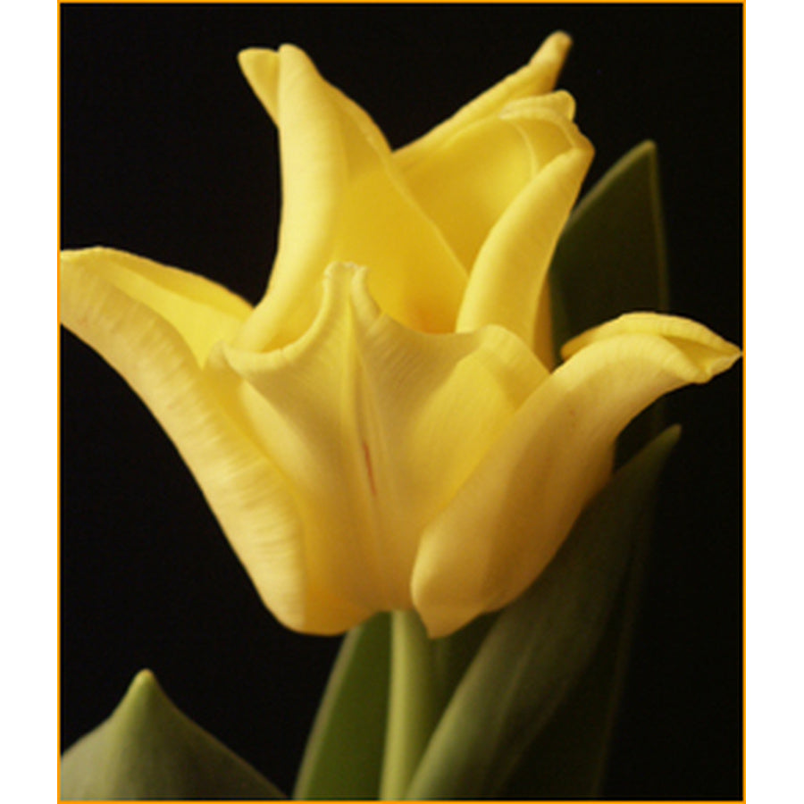 A yellow Crown Jewel tulip with pointed, outward-curving petals against a dark background.