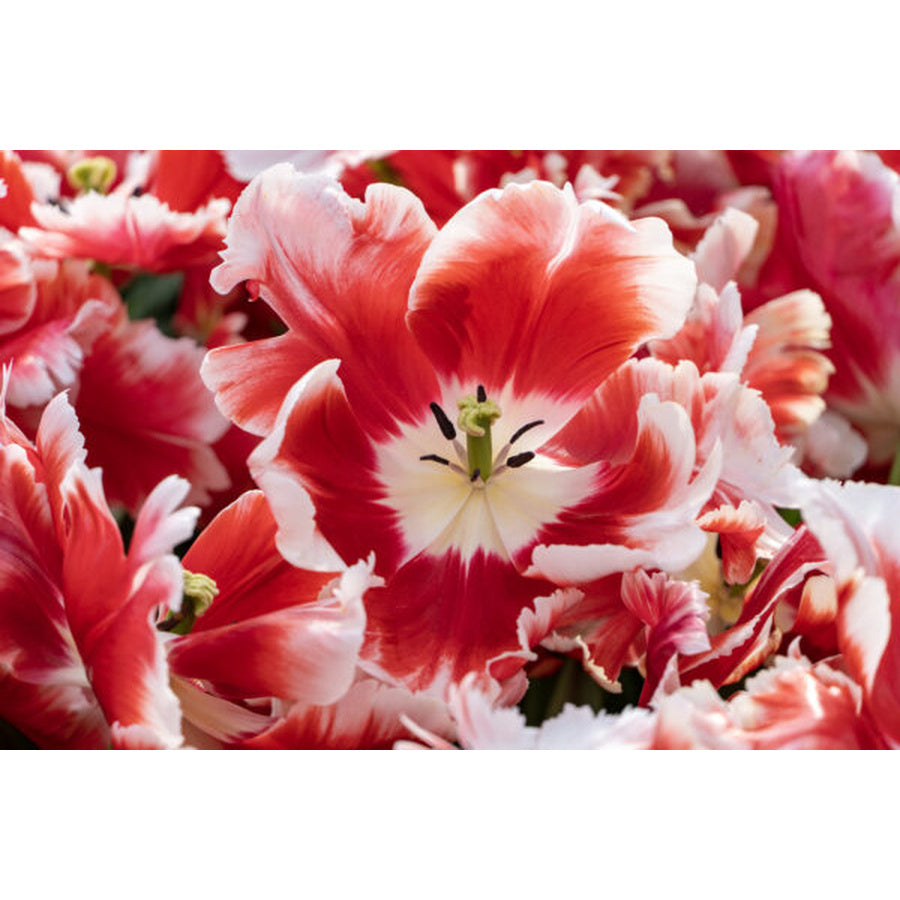 Open Deejay Parrot tulips with ruffled red petals, broad white edges and pale centers.