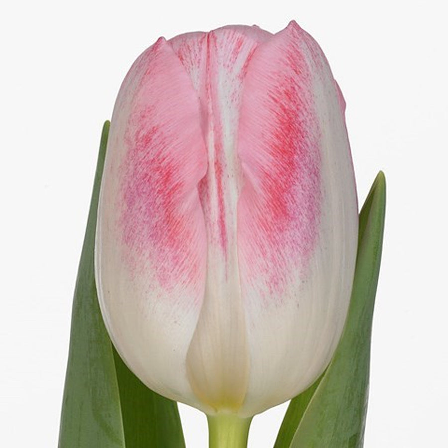 A Donatello tulip with white petals brushed in soft pink, framed by green leaves.