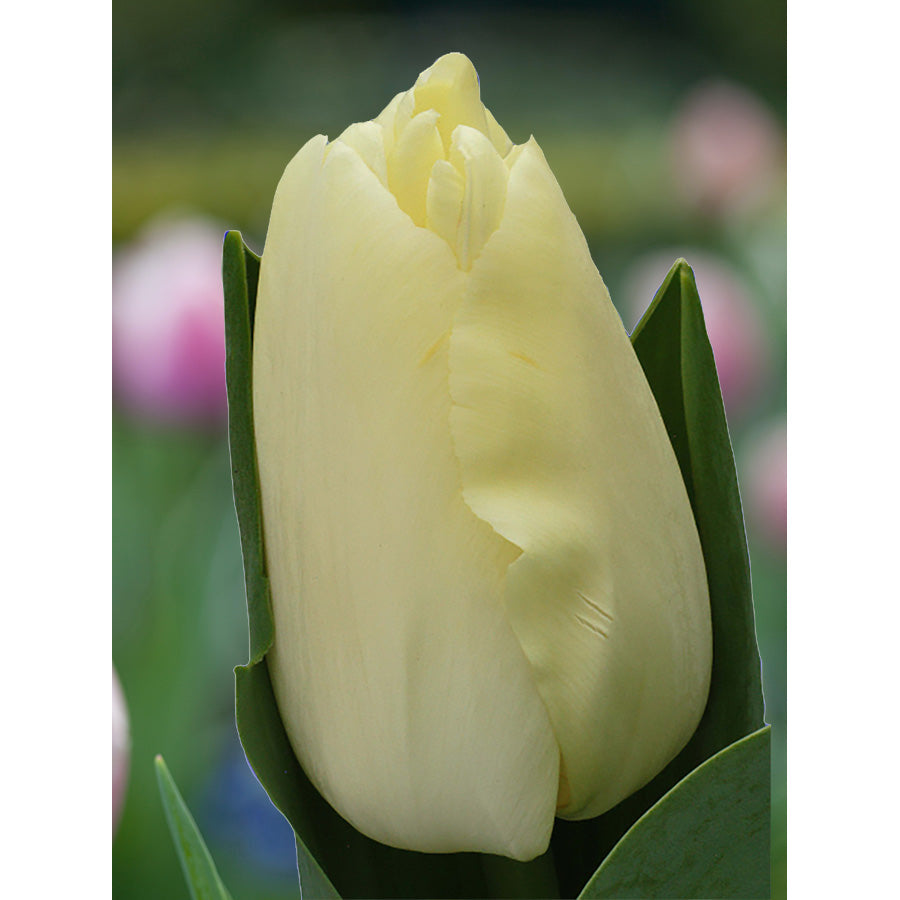 Close-up of a pale cream-yellow Fondue tulip between green leaves.
