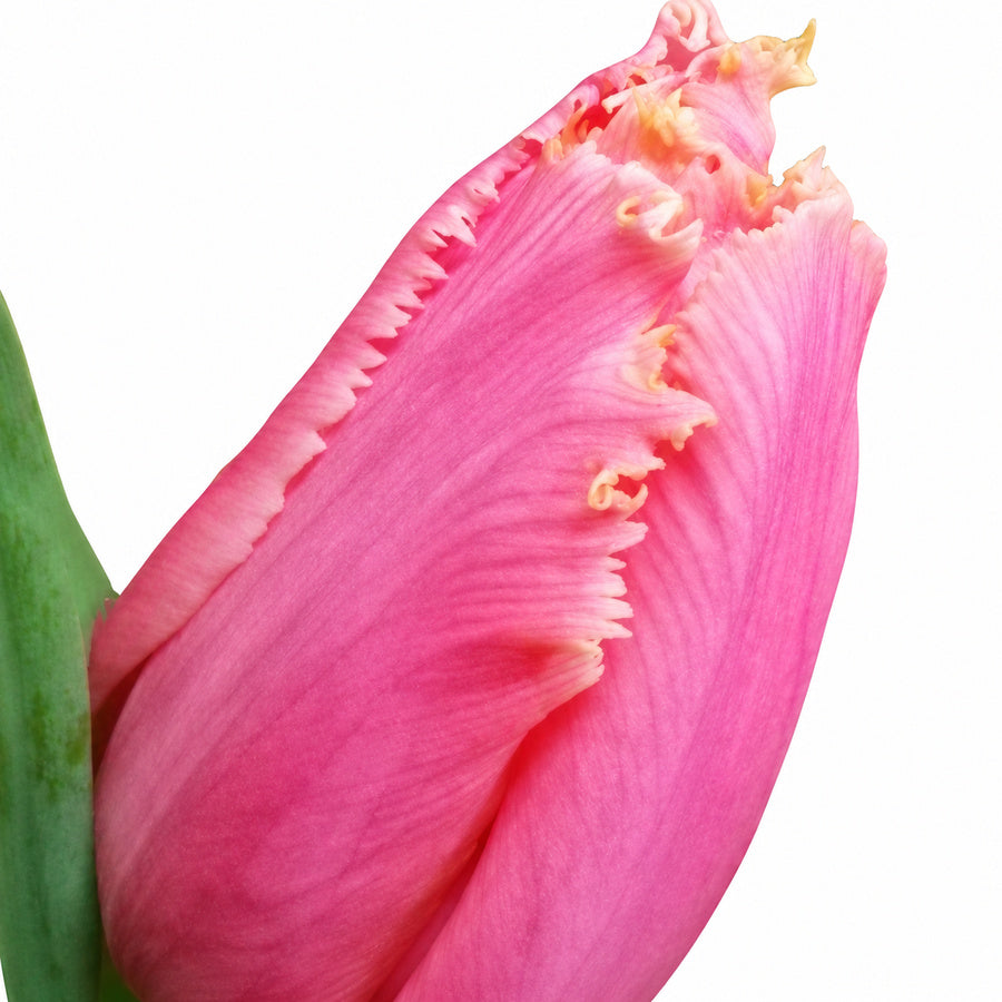 Close-up of a pink Heartbeat tulip with pale warm-toned fringed petal edges.
