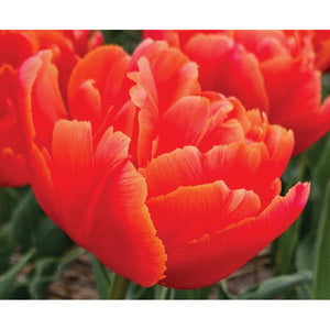 Icoon double tulips with vivid red-orange petals and fine yellow edges. Component of the Golden Hour collection.