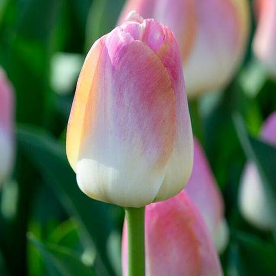 A Kunyun tulip with ivory petals blending into pink and apricot in a garden.