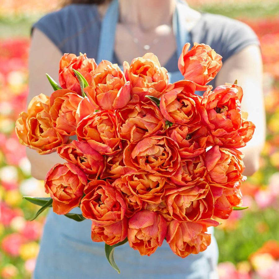 Orange-red Lorenzo tulips with layered petals and yellow edges.