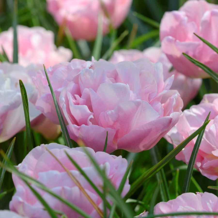 Pale pink Mariage tulips with open, layered double flowers.