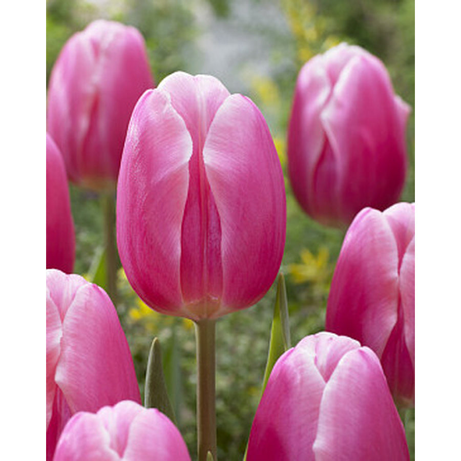 Pink Milkshake tulips with narrow white petal edges.