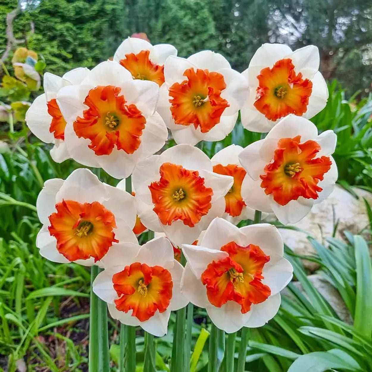 Narcissus Eclat with ivory-white petals and ruffled orange-yellow cups