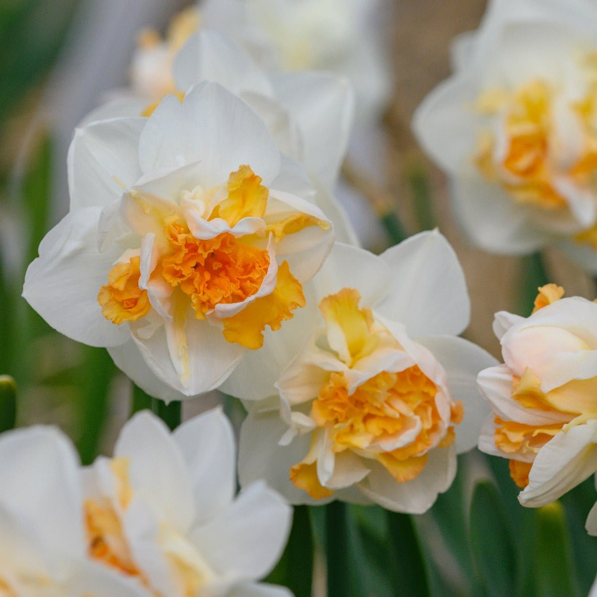 Narcissus Peach Prince with creamy-white petals and ruffled apricot-orange double centers