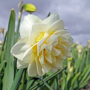 Young Devotion Daffodil Bulbs, 15 Bulbs — component of Spring Cutting Garden Starter
