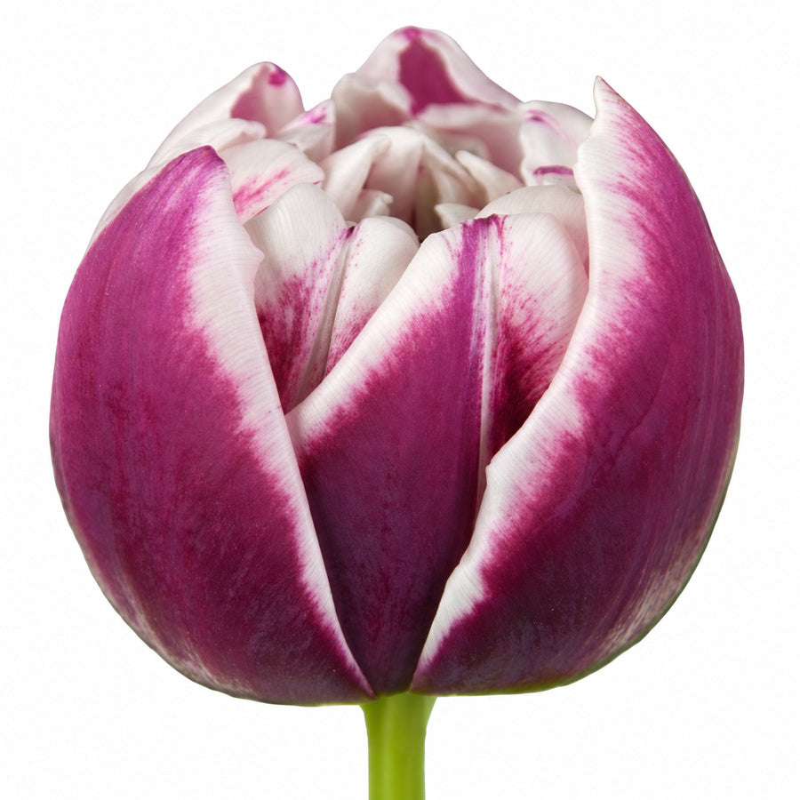 Purple Ocean Drive double tulip with creamy white petal edges.