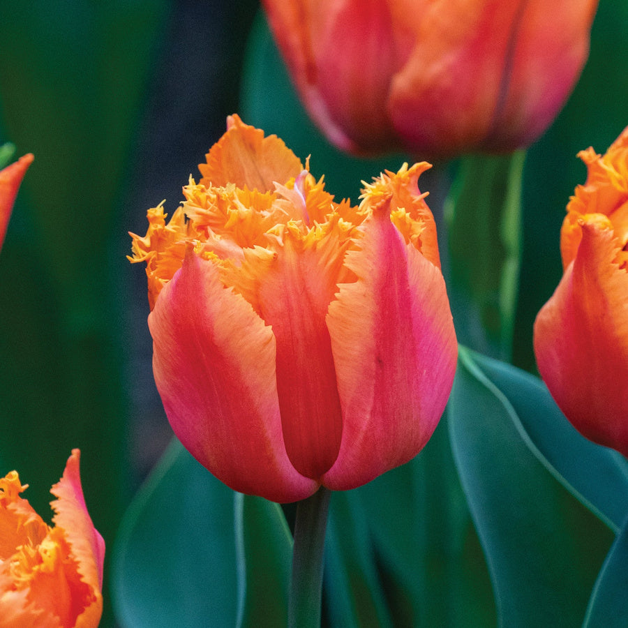 Orange Passion tulip with orange-red petals and fringed edges.