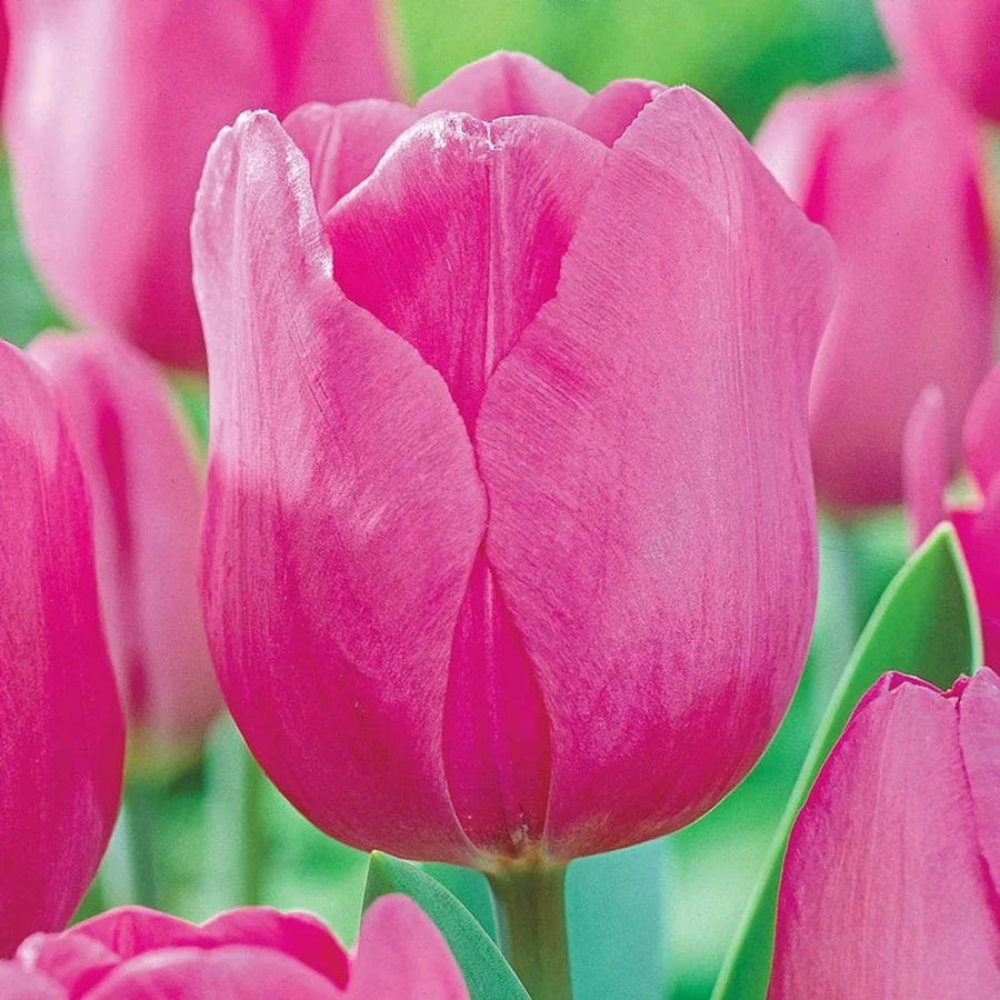 Bright pink Pink Ardour tulip with a smooth, cup-shaped flower.