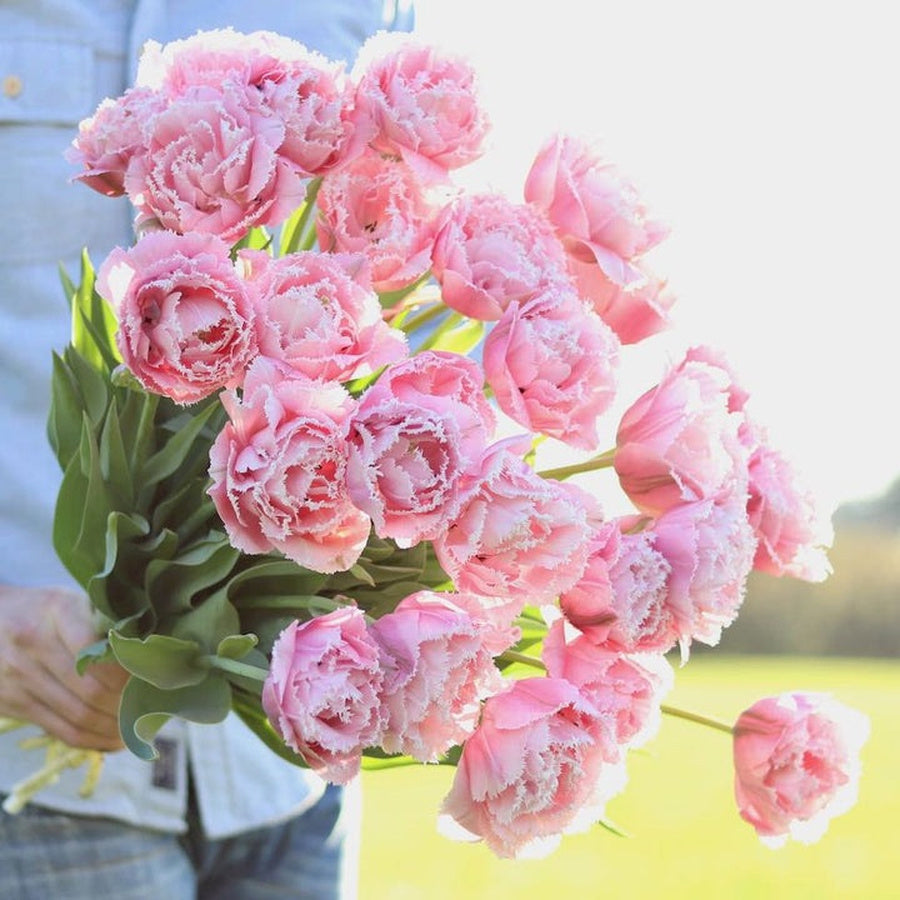 Pink Magic double tulips with pale pink petals and fine fringed edges.