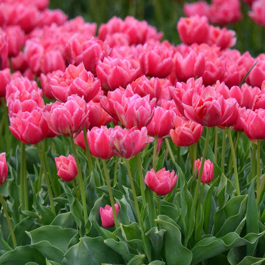 Pink Symbiose tulips with full pink flowers and pale petal edges.