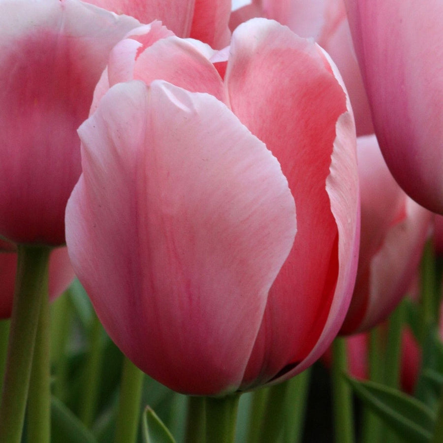 Salmon Impression tulips with shell-pink petals and paler edges.
