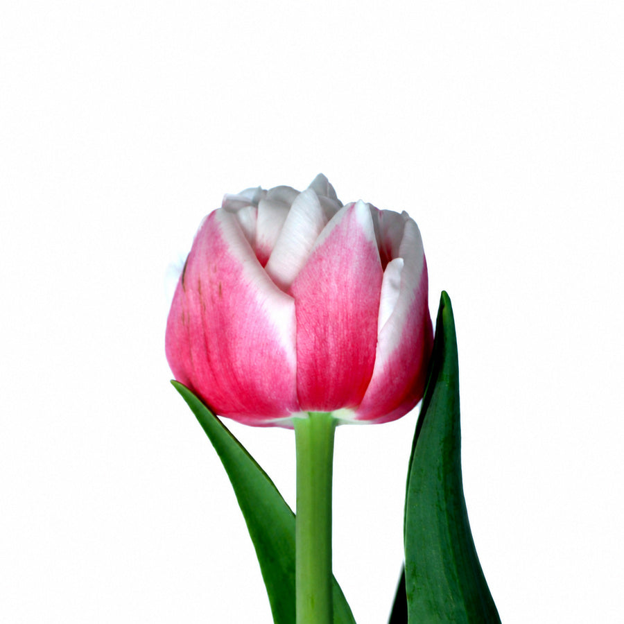 Sambuca tulip with rose-pink petals and broad white edges.