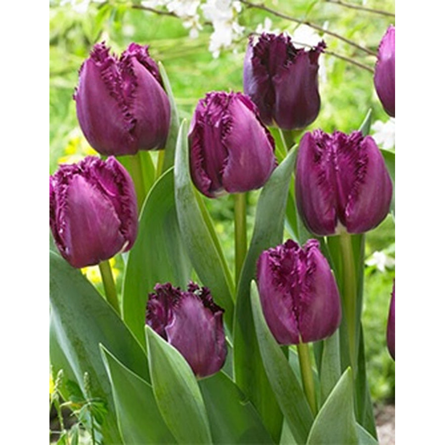 Deep purple San Clemente tulips with fringed petal edges.