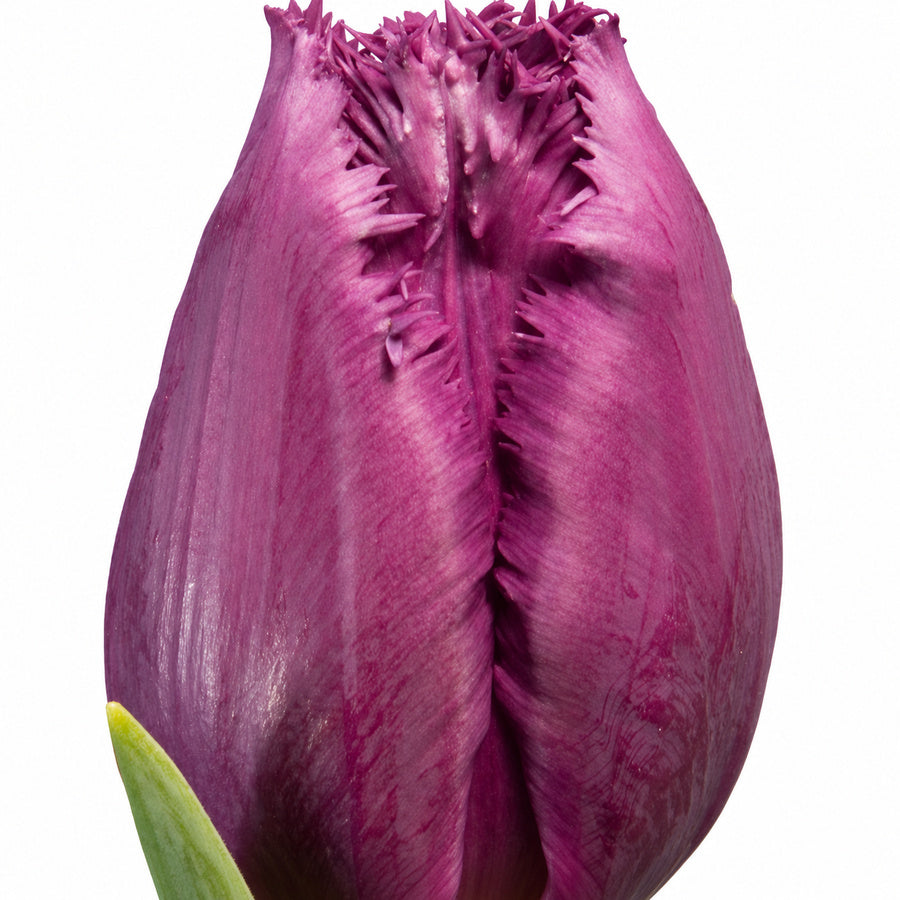 Purple San Luiz tulip with finely fringed petal tips.