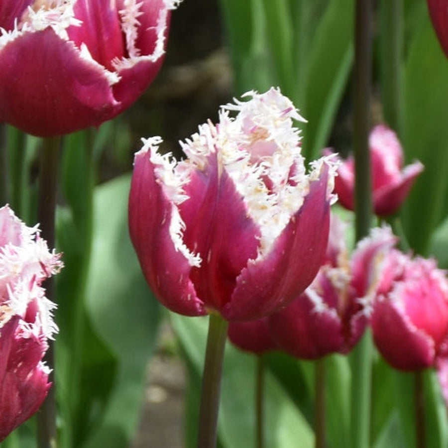 San Stefano tulips with dark pink-purple petals and white fringed edges.