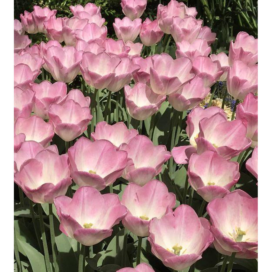 Sinfonie tulips with ivory-white bases and rose-pink petal edges.