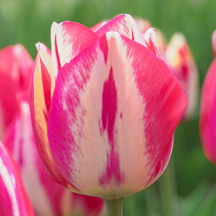 Spryng Break tulip with pink-red streaks over pale cream petals.
