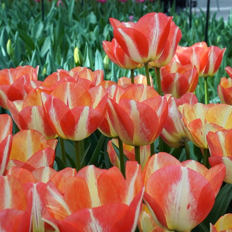Spryng Sunrise tulips with coral-orange and cream-striped petals.