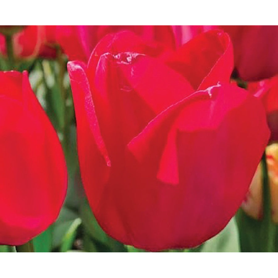 Rich raspberry-red Spryng Tide tulip flowers.