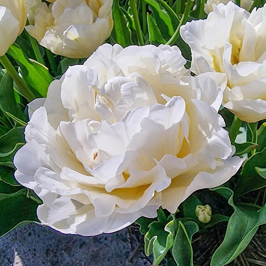 White Verona Ice double tulip with pale yellow at the center.