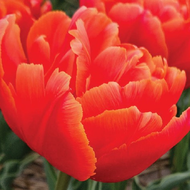 Icoon double tulips with vivid red-orange petals and fine yellow edges.