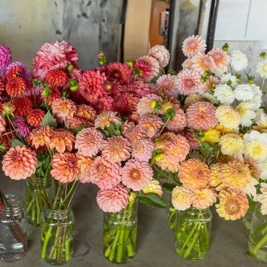 Freshly cut dahlias in glass jars at Rooted Flowers