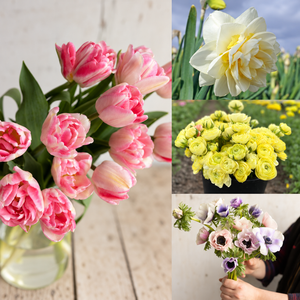 Spring Cutting Garden Sampler: Foxtrot tulips, Young Devotion daffodils, Amandine Cream ranunculus and Pastel Mix anemones