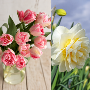 Spring Cutting Garden Starter: Foxtrot tulips and Young Devotion daffodils