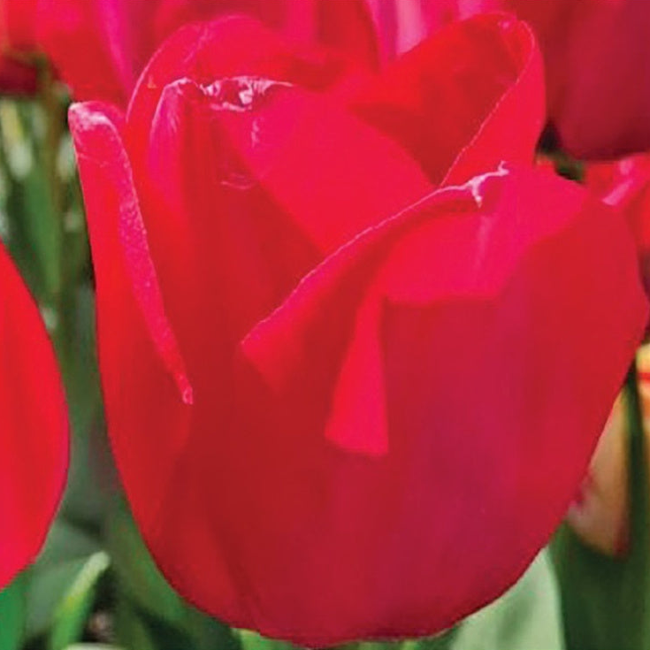 Rich raspberry-red Spryng Tide tulip flowers.
