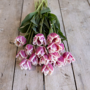 Novelty Tulip Subscription (Jan-March)