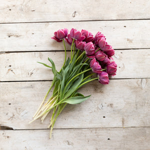 Novelty Tulip Subscription (Jan-March)