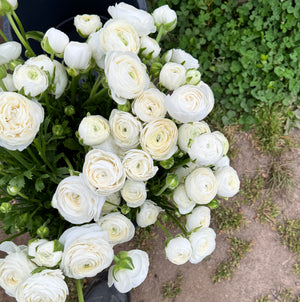 Ranunculus 'LaBelle White' Corms