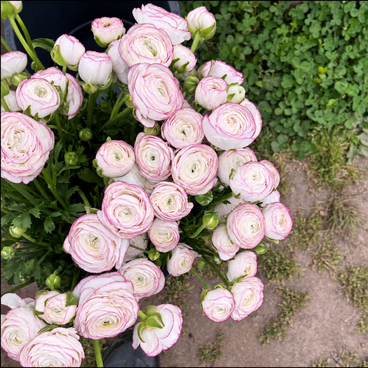 White Picotee LaBelle ranunculus with pink-edged petals