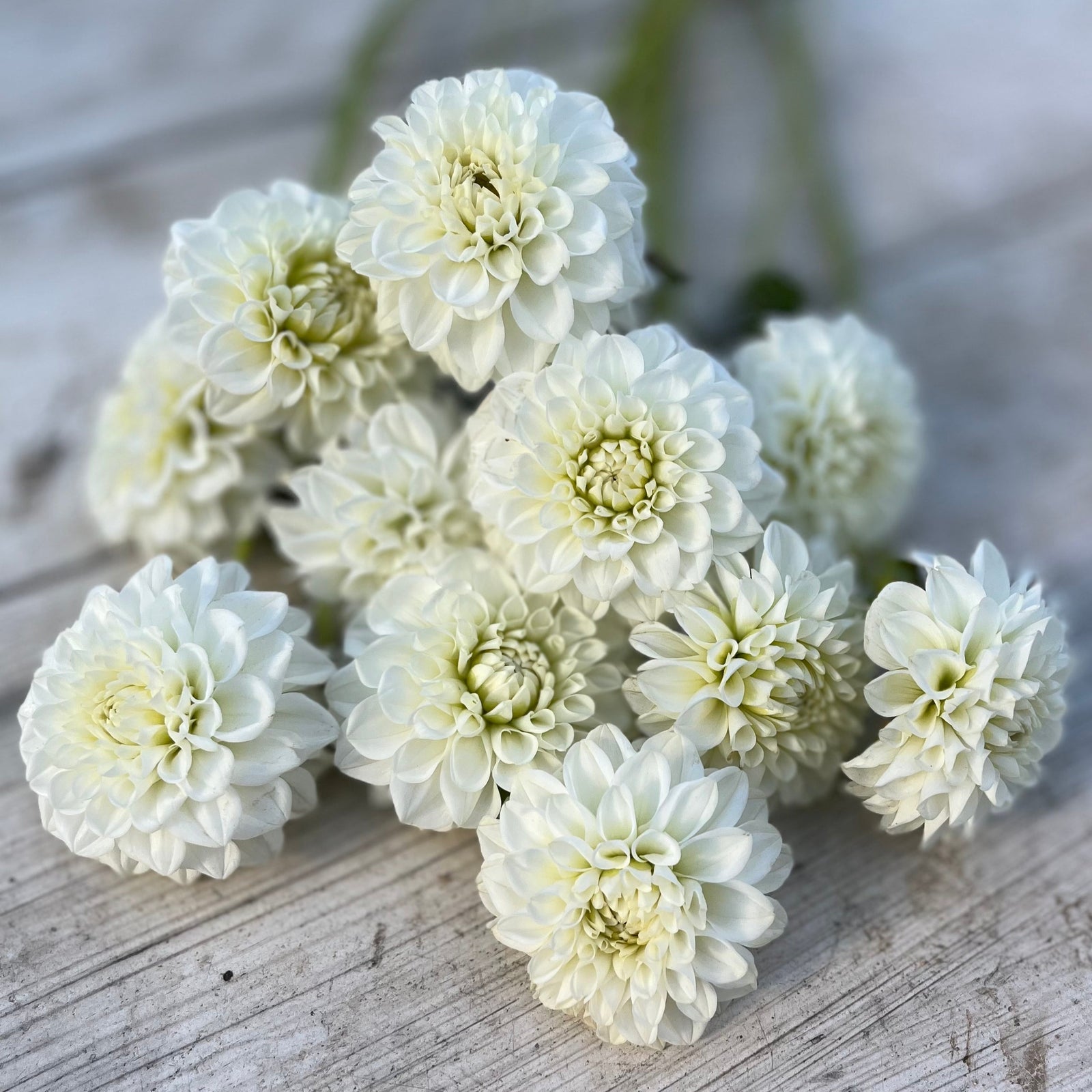 Rooted Flowers Dahlia White