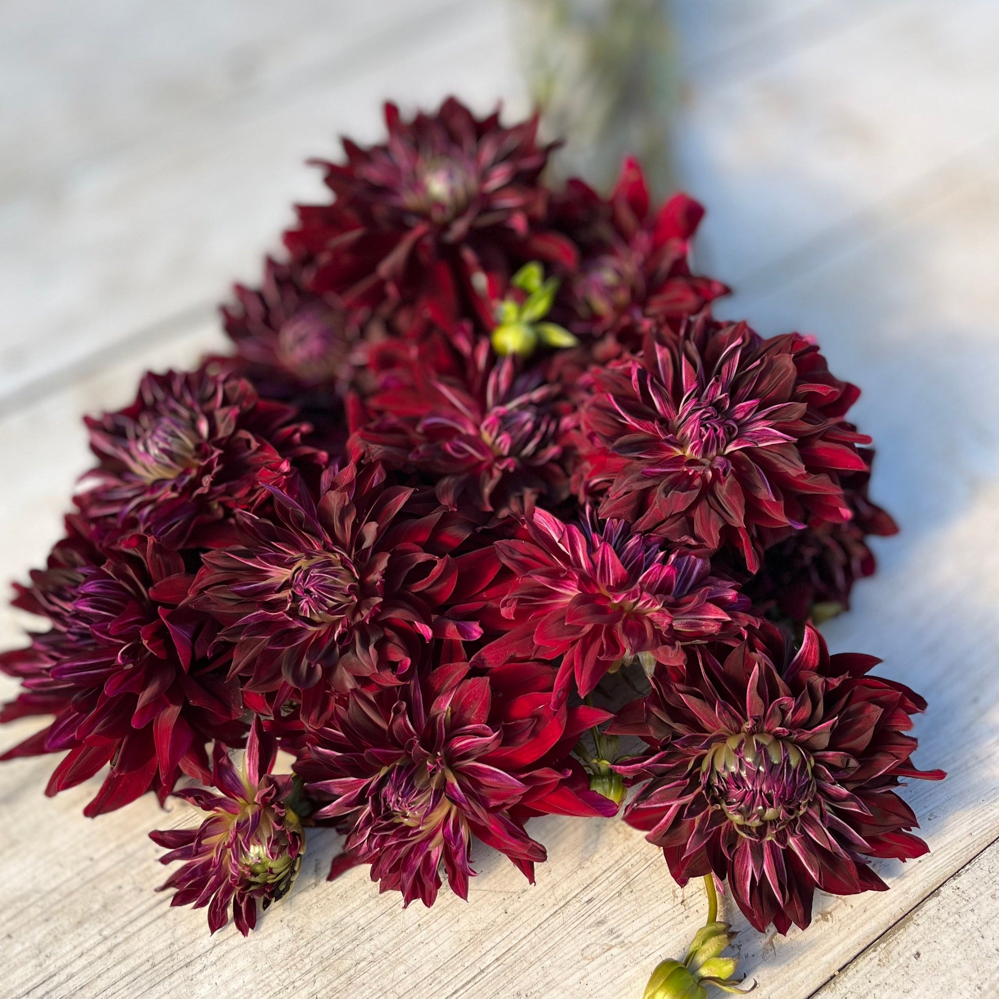 Rooted Flowers Dahlia Black Magic