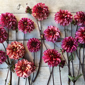 Rooted Flowers Dahlia Senior's Hope