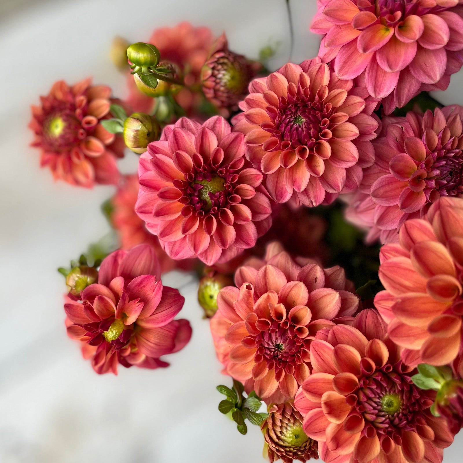 Rooted Flowers Iced Tea Dahlia