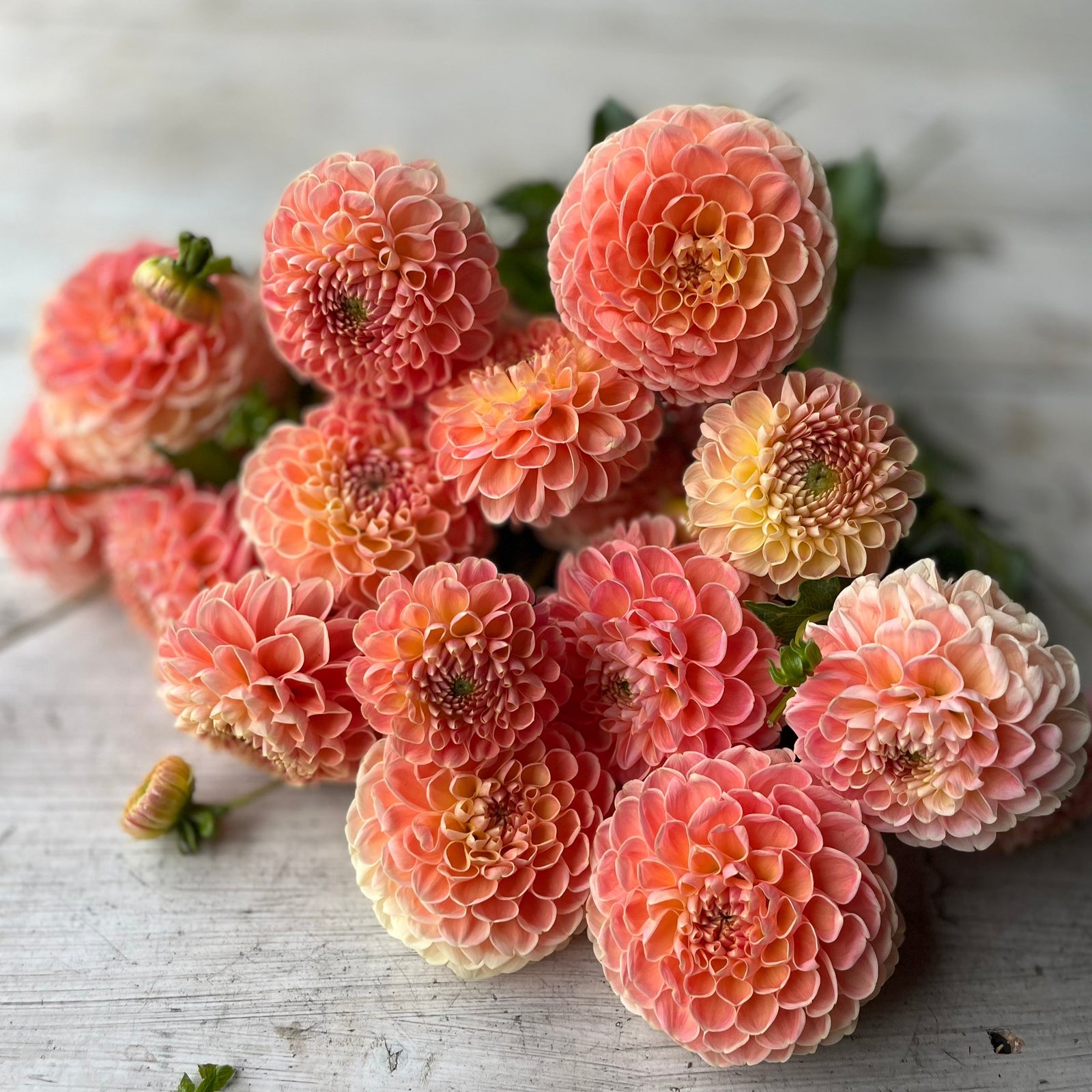 Rooted Flowers Crichton Honey Dahlia