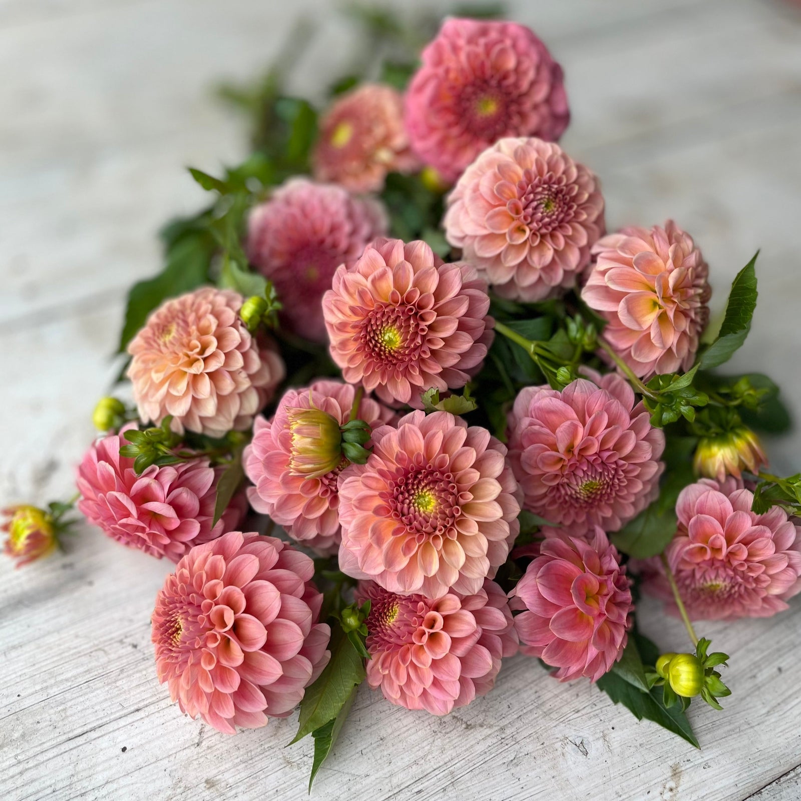 Rooted Flowers Rock Run Ashley