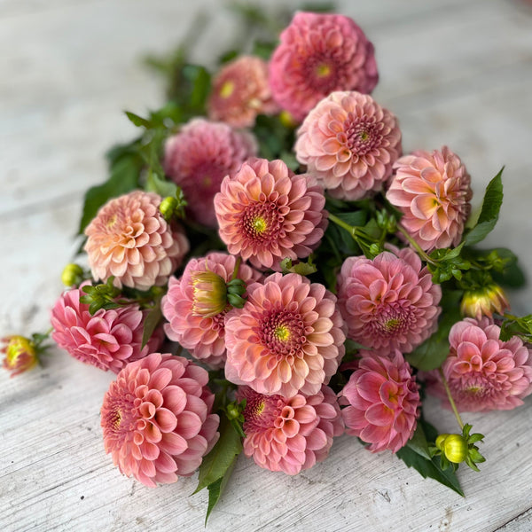 Dahlia 'Rock Run Ashley' Tuber - Rooted Flowers