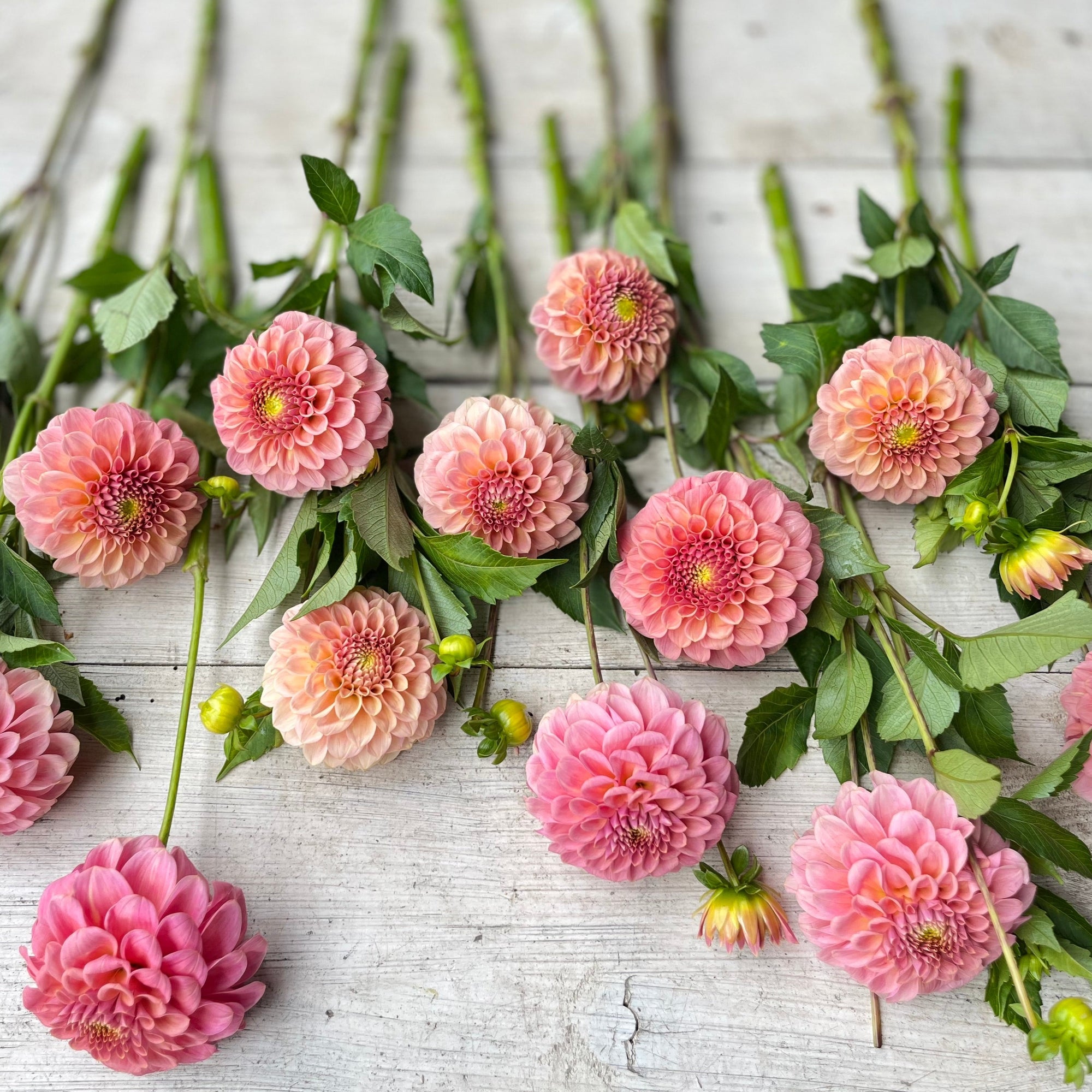 邦楽 ROSARYHILL ashdown Dahlia : Rock Run Ashley — ciderpress lane