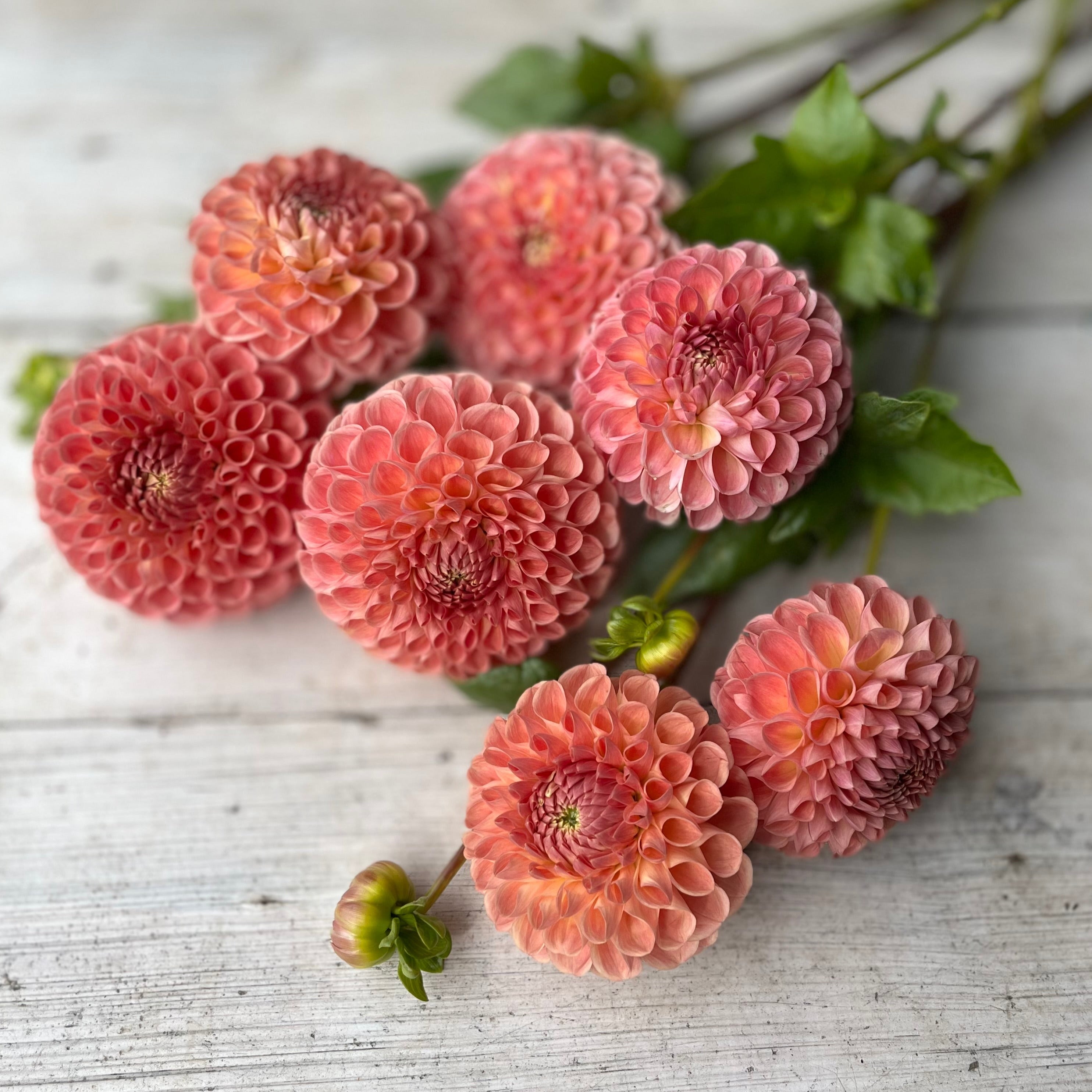 Dahlia 'Clearview Peachy' Tuber - Rooted Flowers