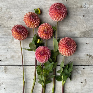 Rooted Flowers Dahlia Clearview Peachy